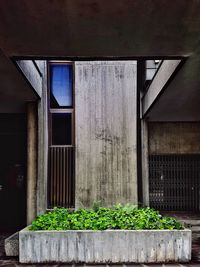 Potted plants on wall of building