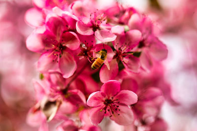 Close-up of bee on pink flower