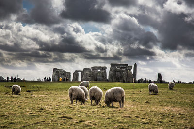 Sheep grazing on field against sky