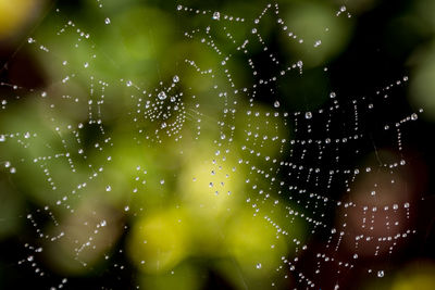 Close-up of water drops on spider web