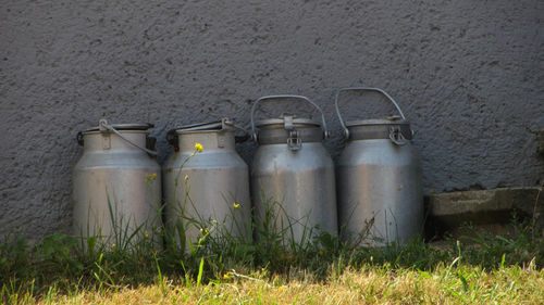 Fresh cow milk in milk cans on a dairy farm