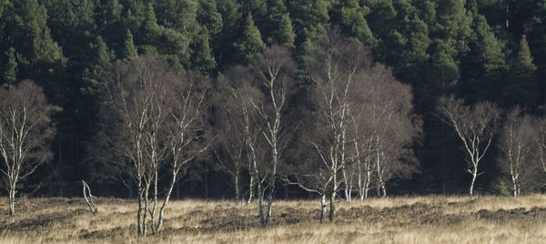 Trees in forest