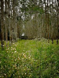 View of trees in forest