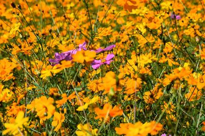 Close-up of yellow flowering plants on field