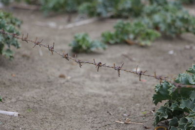 Close-up of barbed wire fence