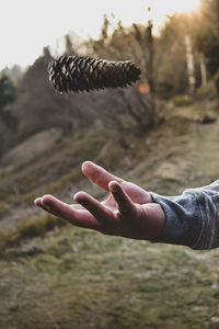 Close-up of person playing with pine cone against trees