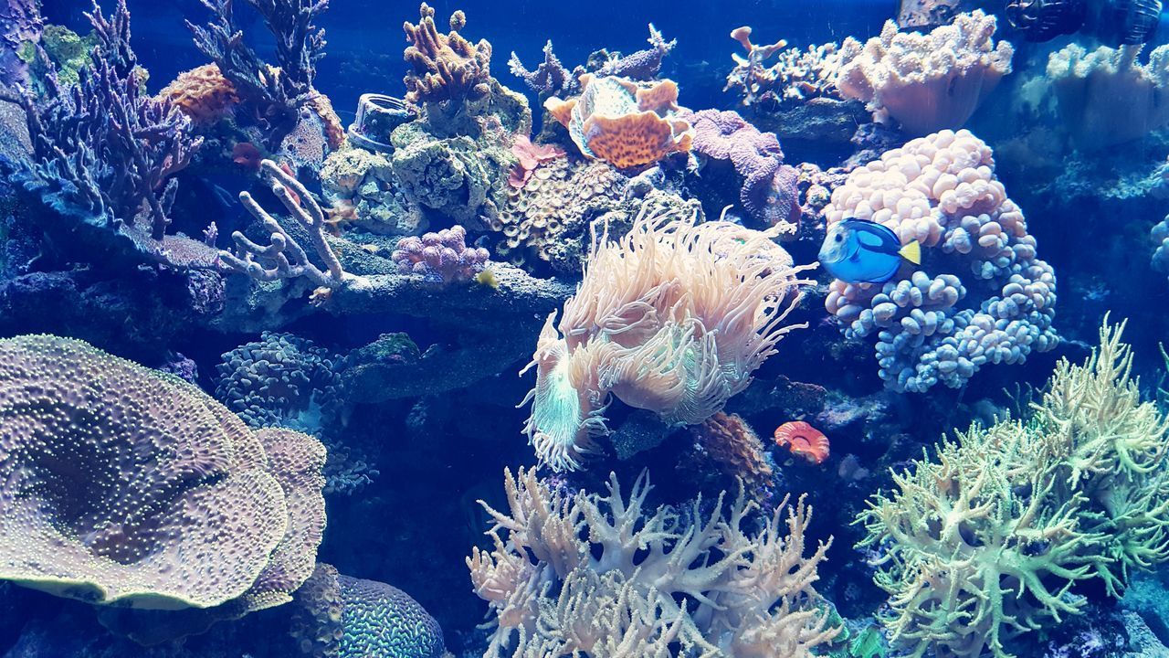 underwater, sea life, water, coral, undersea, animal themes, sea, animals in the wild, swimming, nature, no people, animal wildlife, beauty in nature, close-up, aquarium, clown fish, day, sea anemone