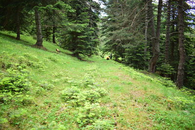 Scenic view of forest