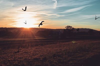 Silhouette bird flying against sky during sunset