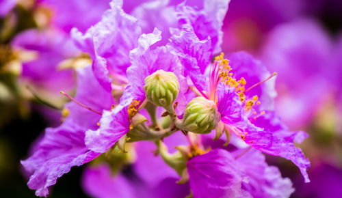 Close-up of purple flowering plant