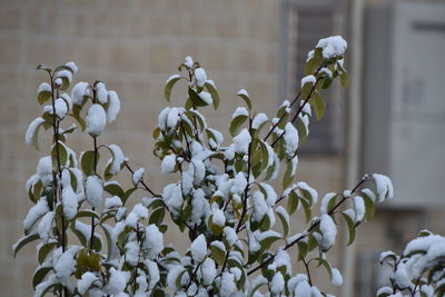 Close-up of white flowering plants during winter