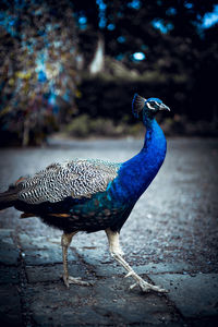 Close-up of peacock