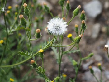 Close-up of flowers