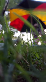 Close-up of fresh green plants in garden