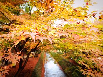 Close-up of maple tree during autumn