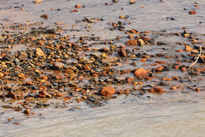 High angle view of crab on beach