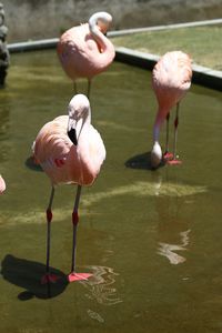 Birds in water