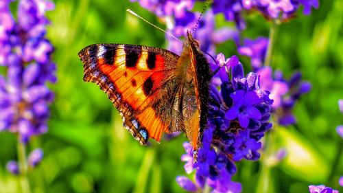 Close-up of butterfly pollinating on purple flower