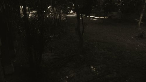 Silhouette of trees
