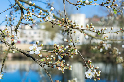 Close-up of cherry blossoms in spring