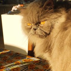 Close-up of cat looking away at home