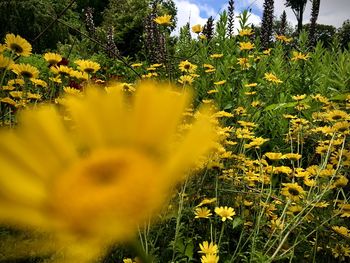 Close-up of yellow flowering plants on field