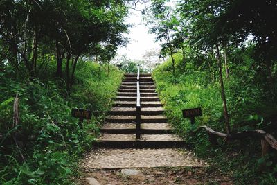 View of narrow stairs along trees