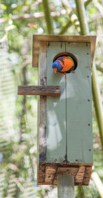 Close-up of birdhouse with rainbow lorikeet on wooden post