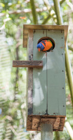 Close-up of birdhouse on wooden post