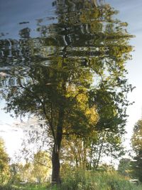 Trees growing against sky