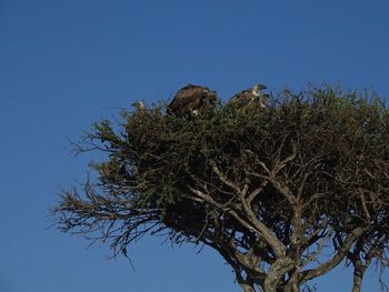 Low angle view of bird perching on tree against clear blue sky