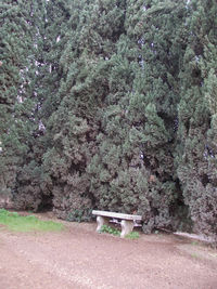 Plants growing on tree trunk