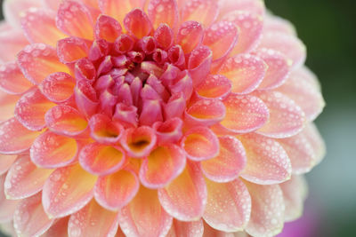 Close-up of pink flower