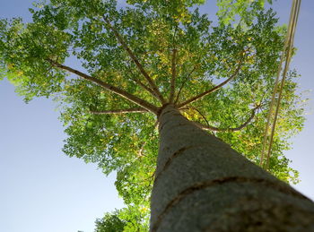 Low angle view of tree against sky