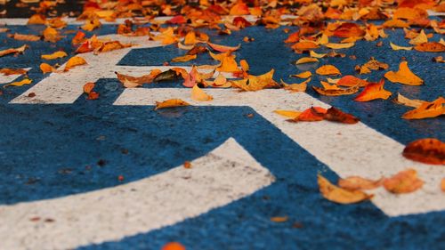 Close-up of maple leaf during autumn