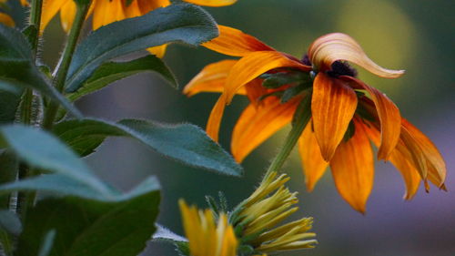 Close-up of yellow flowering plant