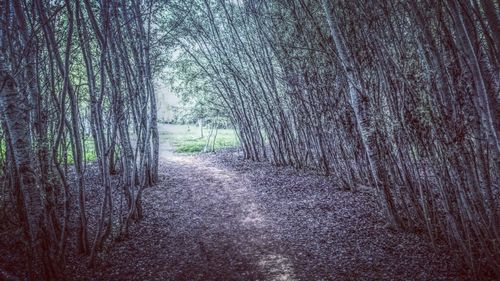 Bare trees in forest