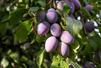 Close-up of blackberries growing on tree