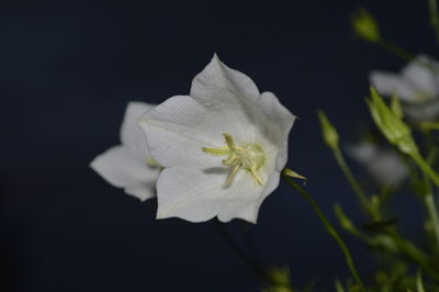 Close-up of white flower blooming against black background