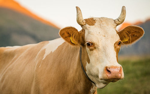 Close-up of cow