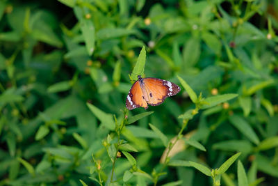 Close-up of butterfly on plant