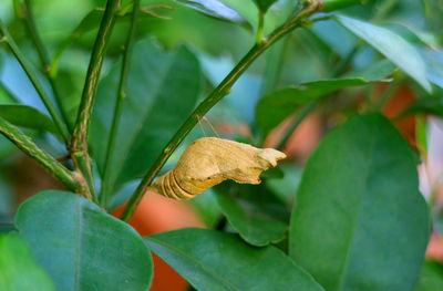Lime butterfly pupa suspended under the branch of lime tree