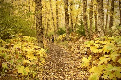 Trees in forest