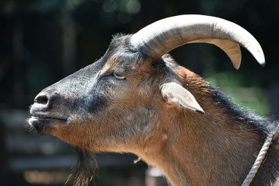 Close-up of goat