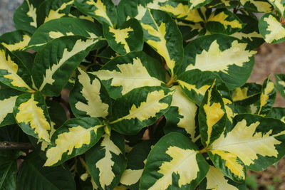 Close-up of green leaves