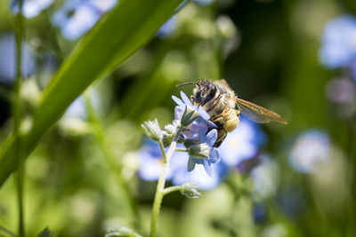 Close-up of bee on flower
