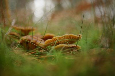 Close-up of mushroom