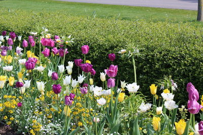 Close-up of multi colored flowers growing in field