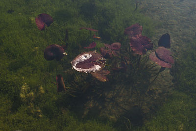 High angle view of mushroom growing in lake