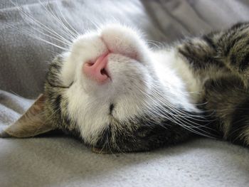 Close-up of cat sleeping